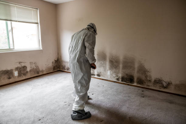 Best White Mold Remediation in Ligonier, IN