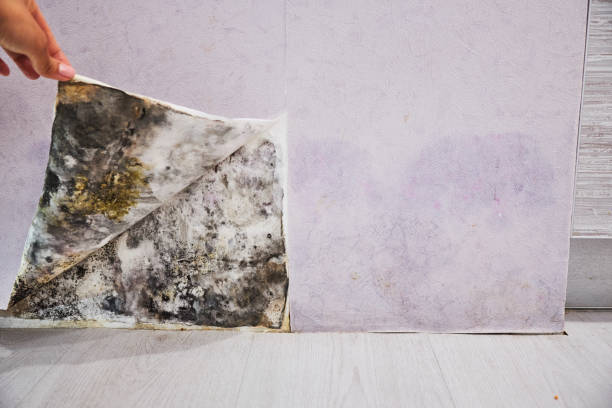 Best Kitchen Mold Remediation in Ligonier, IN